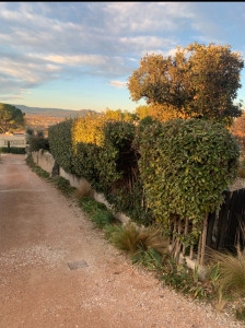 Photo de galerie - Elagage et coupe d'arbres