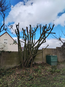 Photo de galerie - Réduction laurier sauce avec broyage des branches sur la commune de Blois 