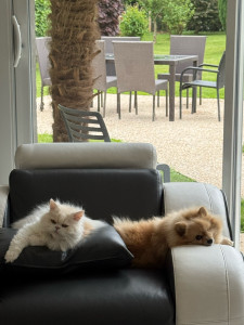 Photo de galerie - Je peux garder vos animaux