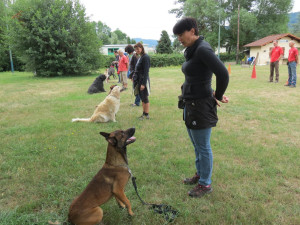 Photo de galerie - -cours collectif de dressages avec le même profil de chien 
cependant beaucoup plus de -cours individuel avec le propriétaire l'animal et moi-même ?