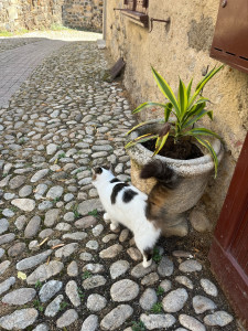 Photo de galerie - J’ai déjà gardé un chat 