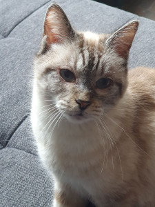 Photo de galerie - Garde chat
