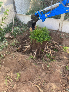 Photo de galerie - Dessoucheuse / Rogneuse