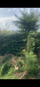 Photo de galerie - Réduction de haie