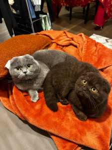 Photo de galerie - Vanille et Automne