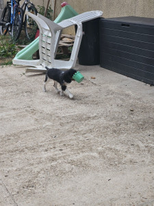 Photo de galerie - Garde d'un petit cavalier king charle de 3 mois qui aime chipé les jouets des enfants 