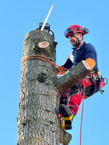 Photo de galerie - Elagage et coupe d'arbres