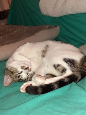 Photo de galerie - Garde chat