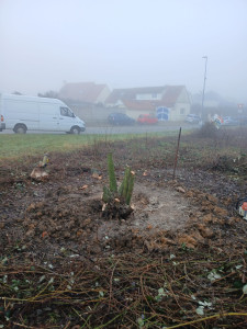 Photo de galerie - Coupe d'arbre 