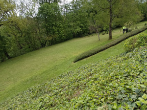 Photo de galerie - Tonte et finitions des contours à la débroussailleuse 