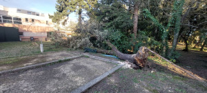 Photo de galerie - Elagage et coupe d'arbres