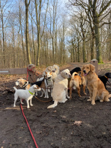 Photo de galerie - Promenade Canine 