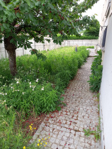 Photo de galerie - Tonte de pelouse - Débroussaillage