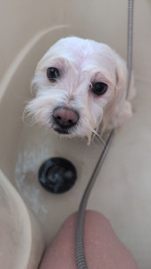 Photo de galerie - Toilettage 