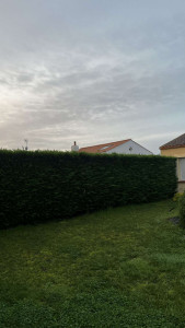 Photo de galerie - Taille de haies avant
