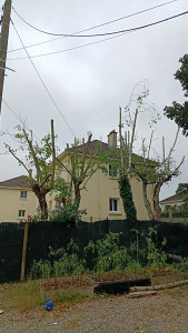 Photo de galerie - élagage etêtage