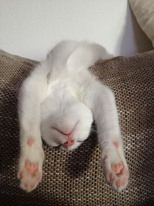 Photo de galerie - Un chat trop mignon