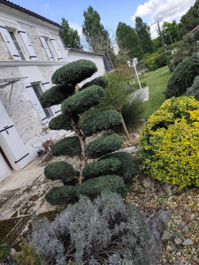 Photo de galerie - Taille art topiaire 