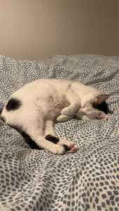 Photo de galerie - J’adore les chats ?