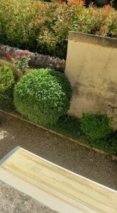 Photo de galerie - Taille d’arbustes