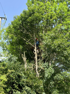 Photo de galerie - Élagage d'un arbre près d'une ligne à haute tension.