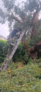 Photo de galerie - Abattage 
