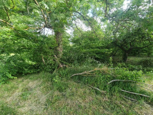 Photo de galerie - Elagage et coupe d'arbres