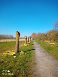 Photo de galerie - Mise en têtard de saules 