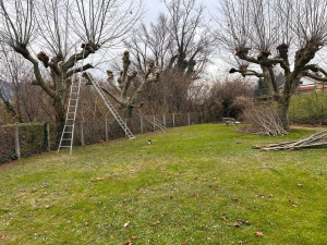 Photo de galerie - Elagage et coupe d'arbres