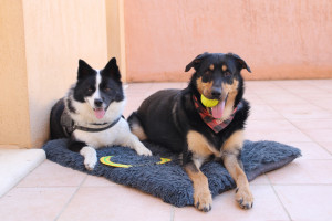 Photo de galerie - Mes deux chiens. Un mâle et une femelle qui pourront devenir des compagnons de jeux pour vos boules de poils
