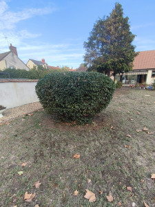 Photo de galerie - Taille de fin d'année