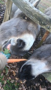 Photo de galerie - Garde animaux