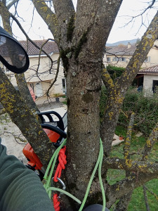 Photo de galerie - Coupe d'arbres en partant de la cime.