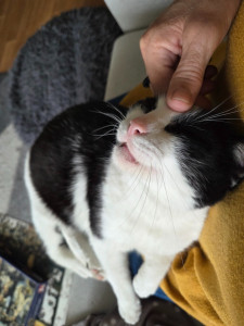 Photo de galerie - Un nouveau copain... Le chat de Pauline : Maxou 