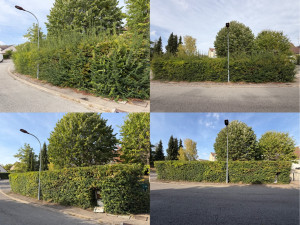 Photo de galerie - Restructuration d’une haie de Pyracantha 