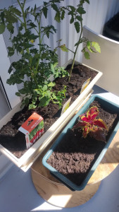 Photo de galerie - Aide aux plantations et vider les déchets verts 