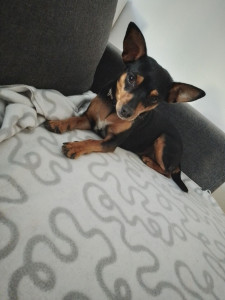 Photo de galerie - Garde animaux