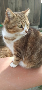 Photo de galerie - Vad Chat
 