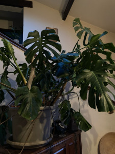 Photo de galerie - Arrosage des plantes 