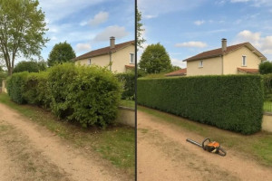 Photo de galerie - Taille avant/après