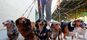 Photo de galerie - J’adore les animaux 