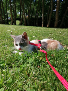 Photo de galerie - Garde d'animaux