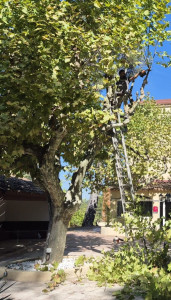 Photo de galerie - Taille de platane 

