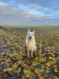 Photo de galerie - Promenade avec Daisy 