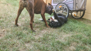 Photo de galerie - Garde chien
