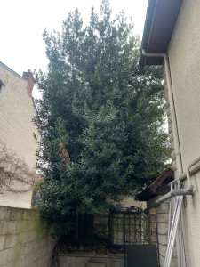 Photo de galerie - Abattage laurier avant 