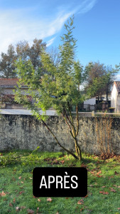 Photo de galerie - Taille d’un mimosa après 