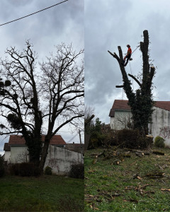 Photo de galerie - Elagage et coupe d'arbres