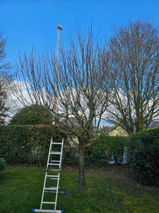 Photo de galerie - Elagage et coupe d'arbres