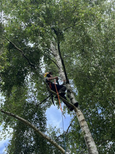 Photo de galerie - Abattage d’arbre 